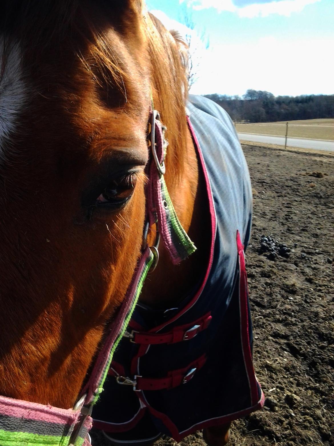 Anden særlig race Nepit - Velkommen til Nepits Profil  billede 1