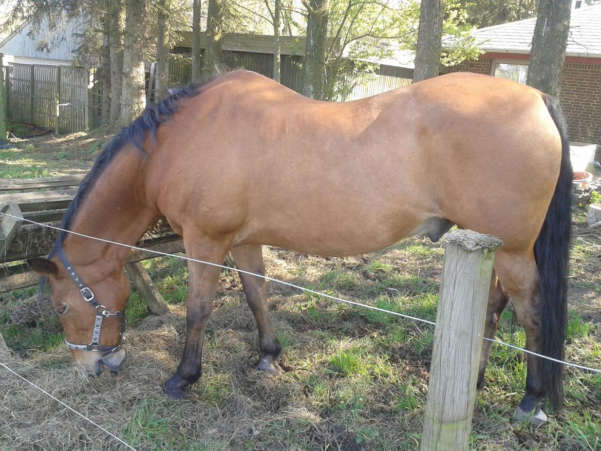 Trakehner Blanding | Moveos Amadeus  - @Copyrigth billede 15