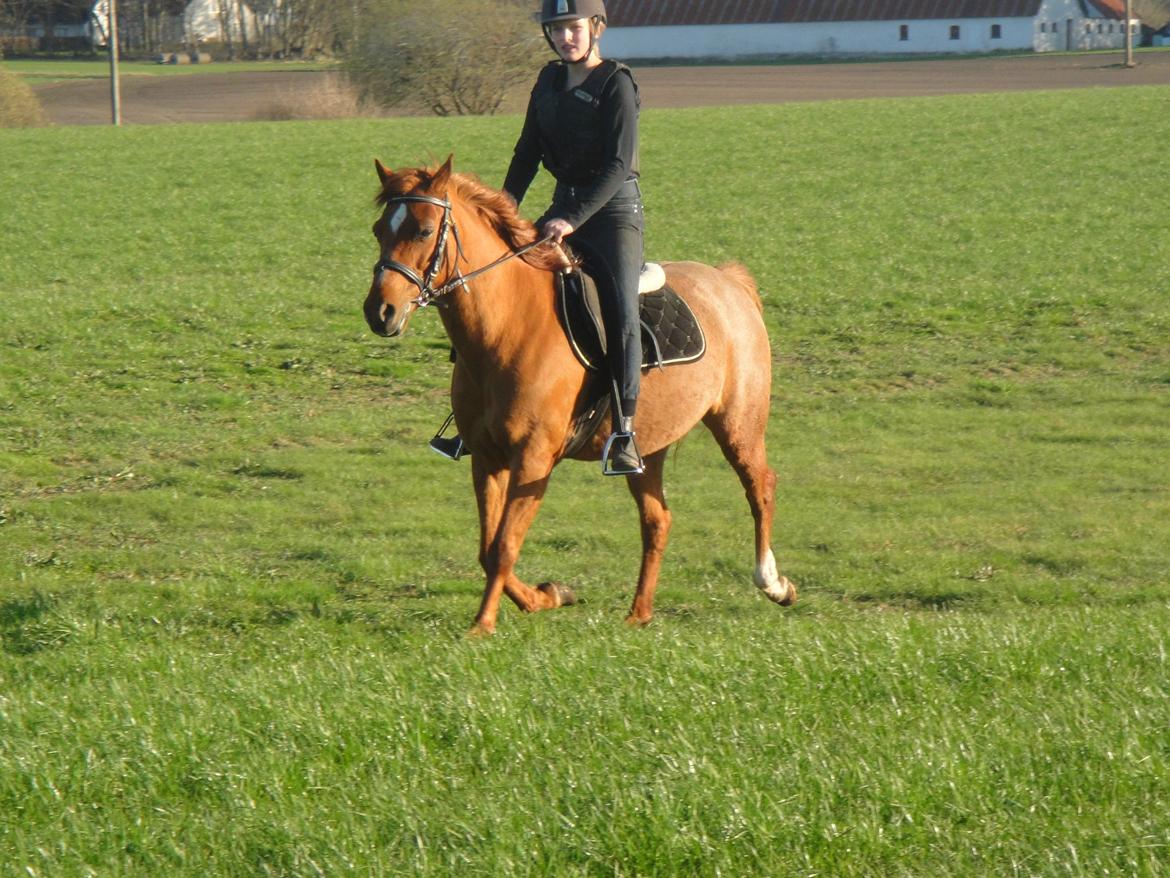 Anden særlig race Nepit billede 10