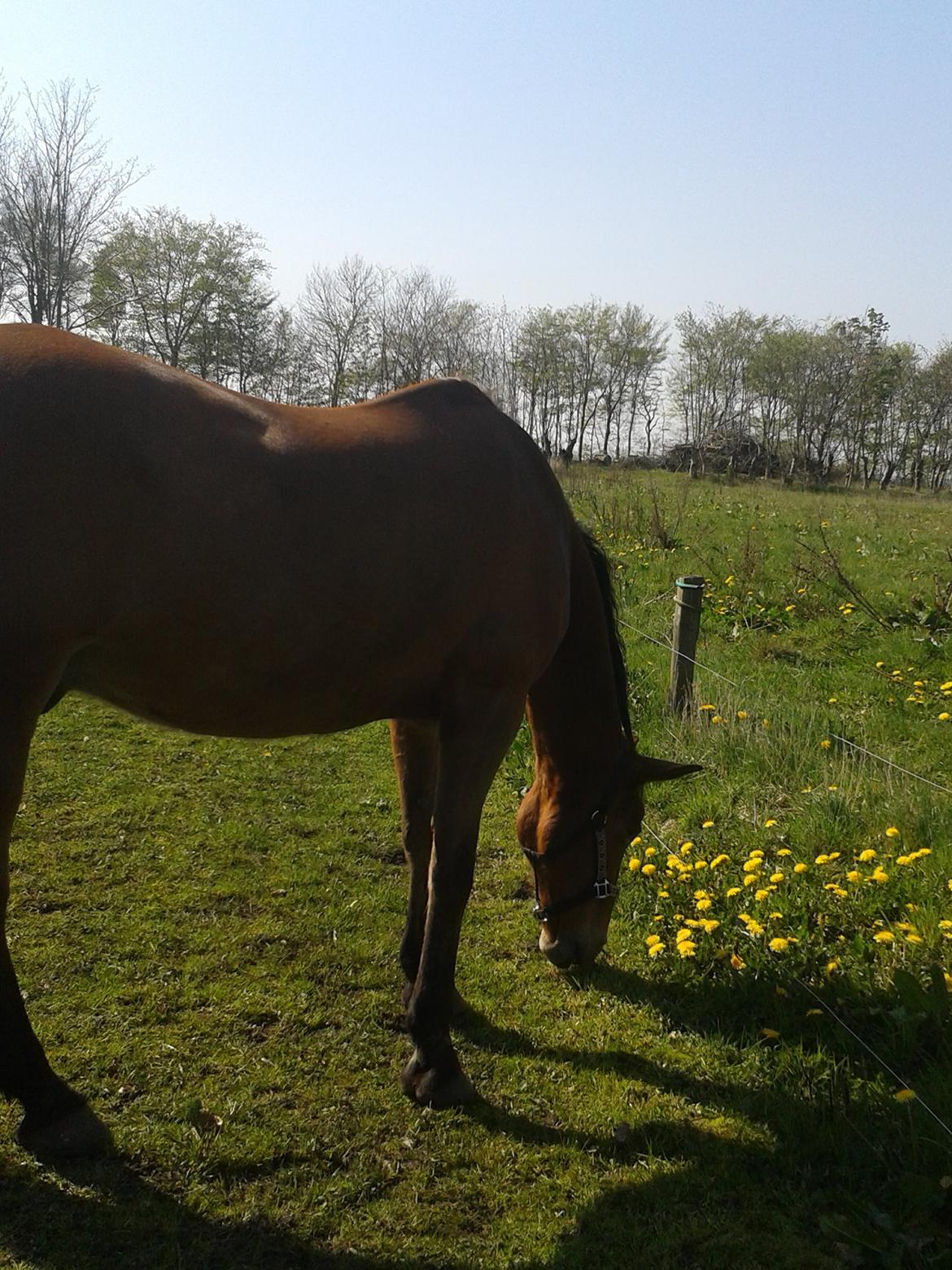 Trakehner Blanding | Moveos Amadeus  - @Copyrigth billede 13