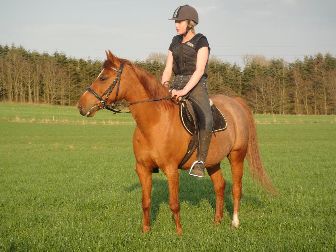 Anden særlig race Nepit billede 12