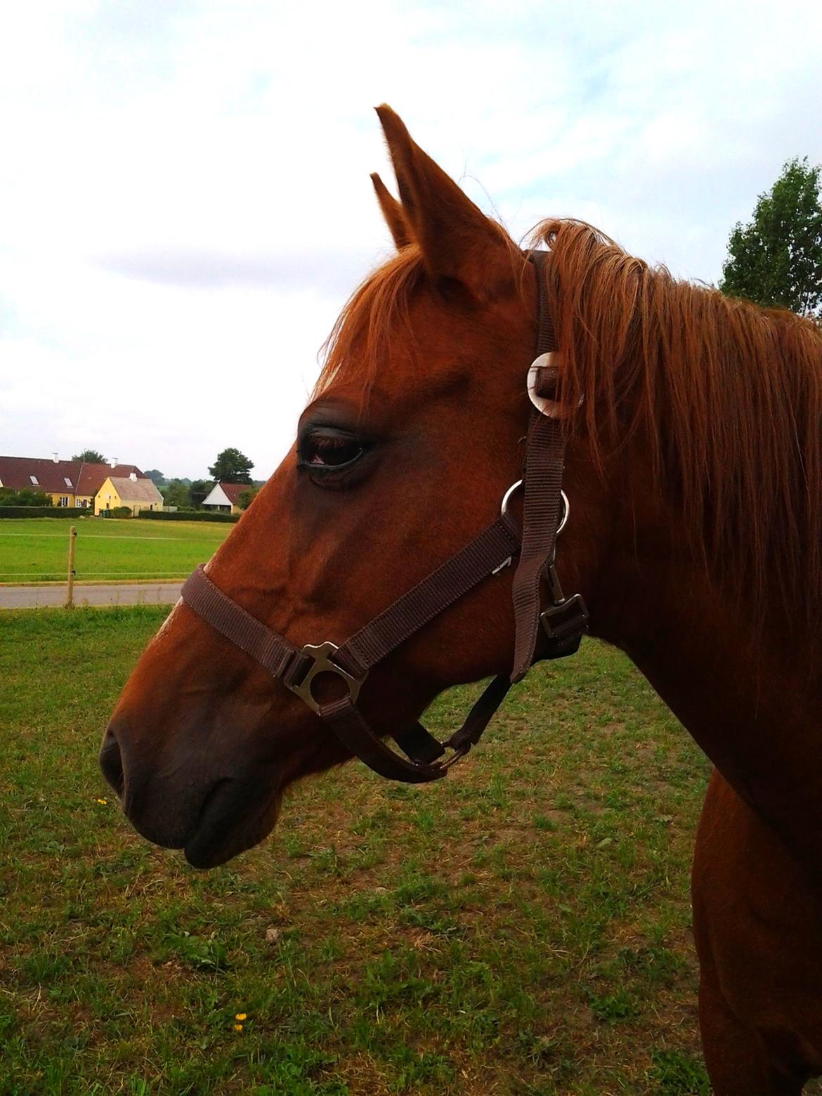 Anden særlig race Nepit billede 15
