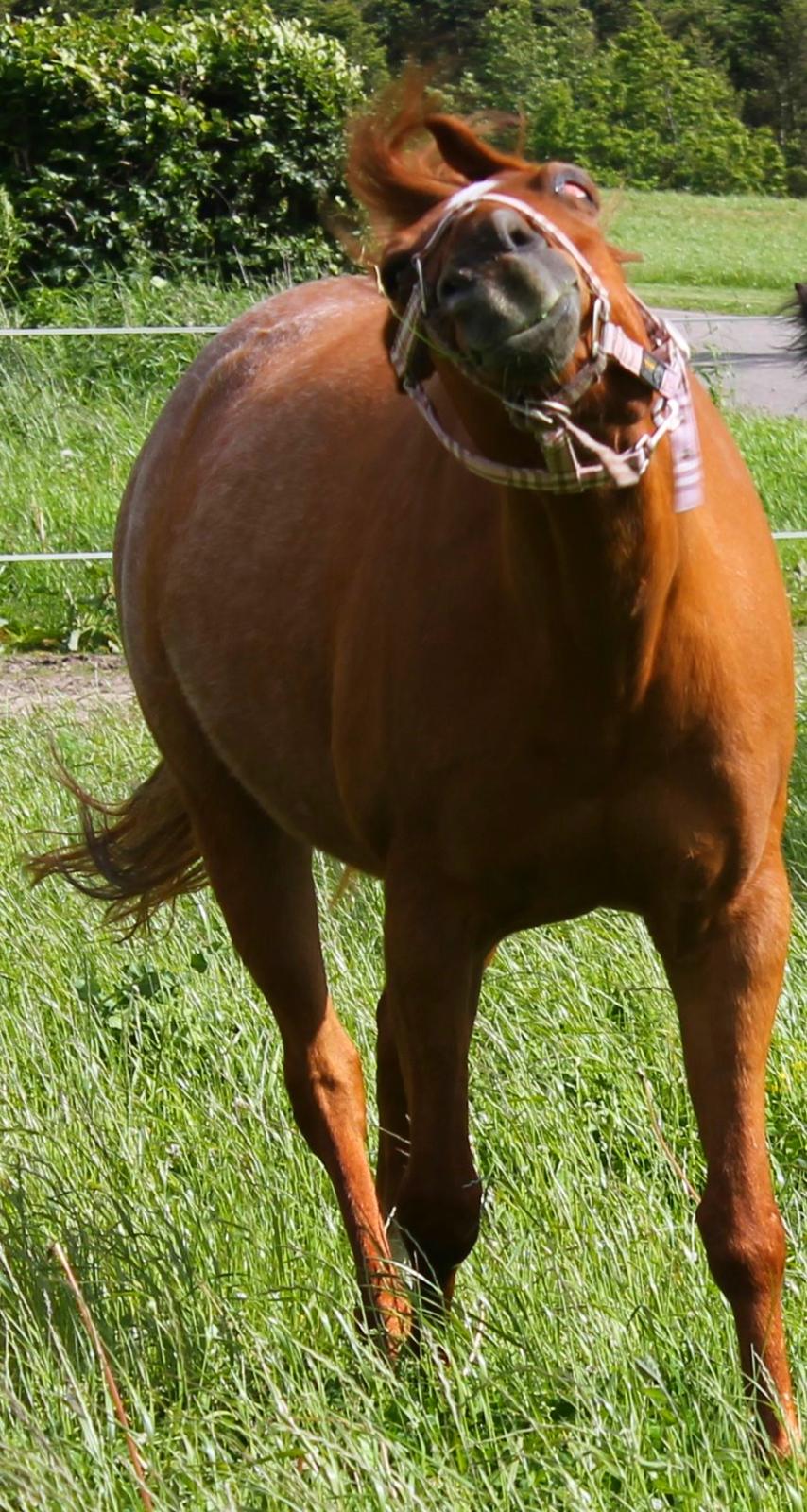 Anden særlig race Nepit billede 24