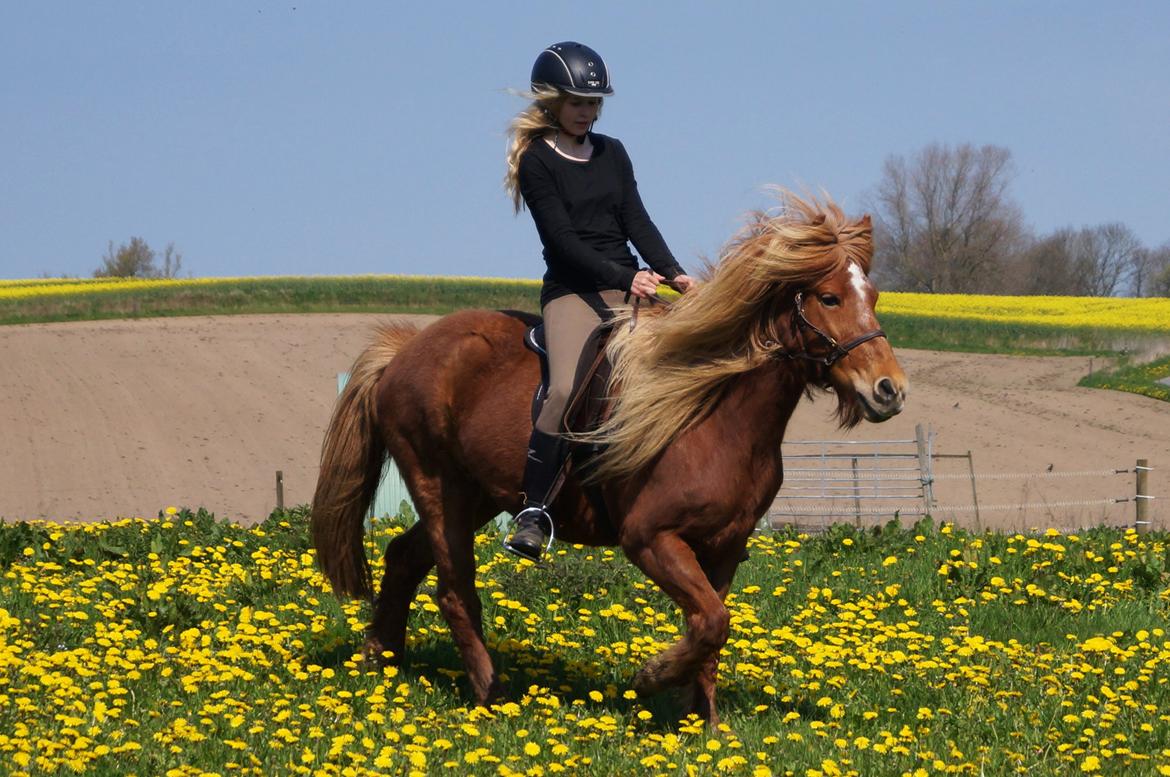Islænder Halla fra Skovbogård - Forår 2014 - I love her so much <3 billede 12