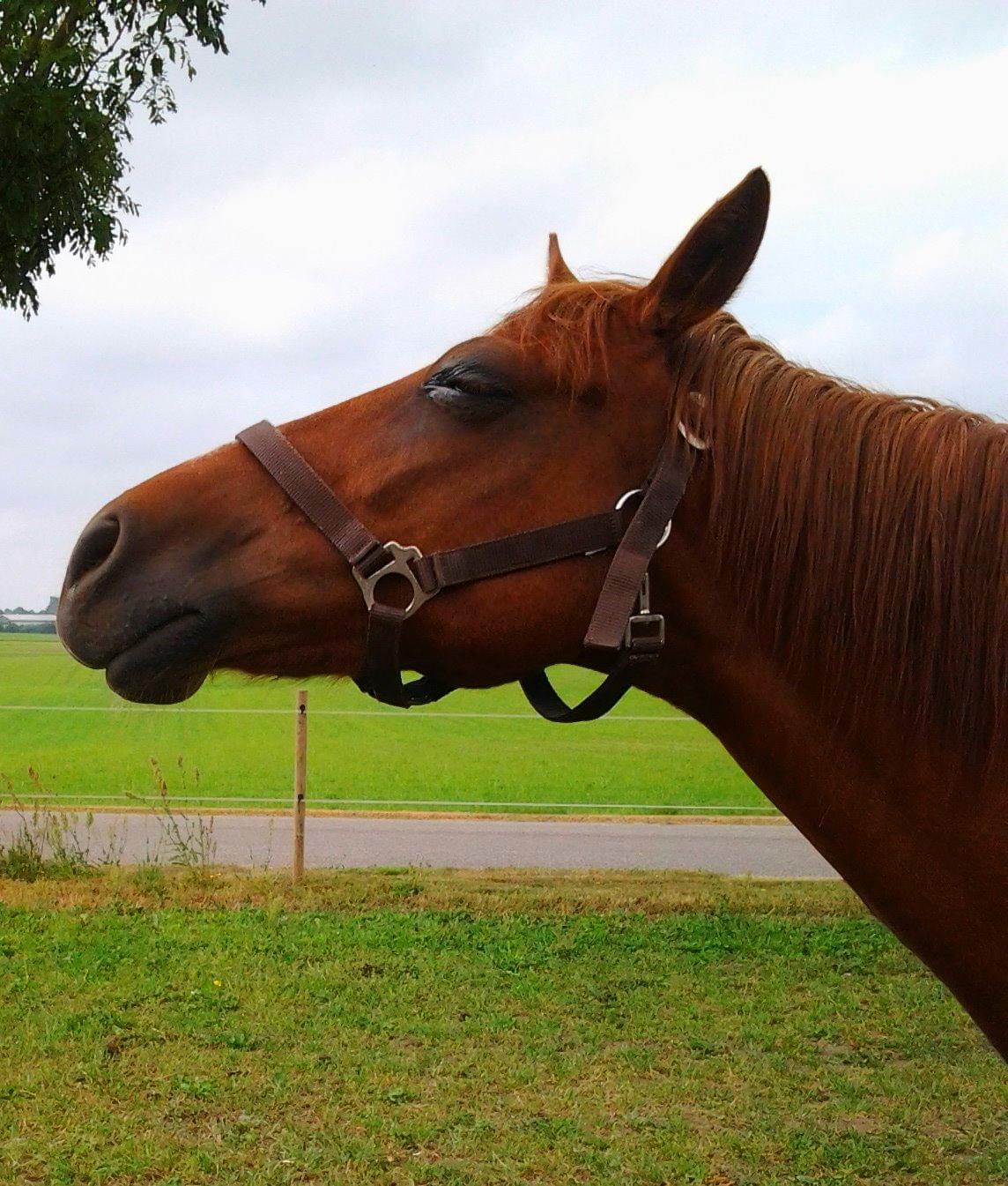 Anden særlig race Nepit billede 16