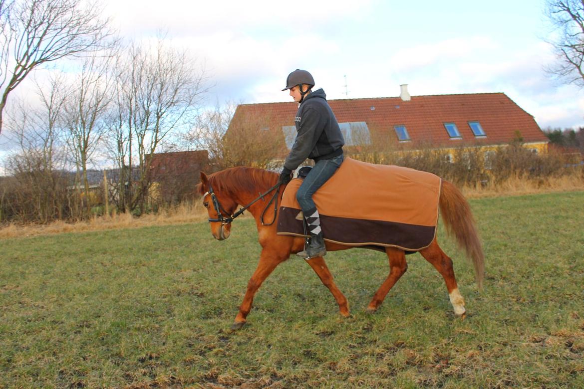 Anden særlig race Nepit billede 17