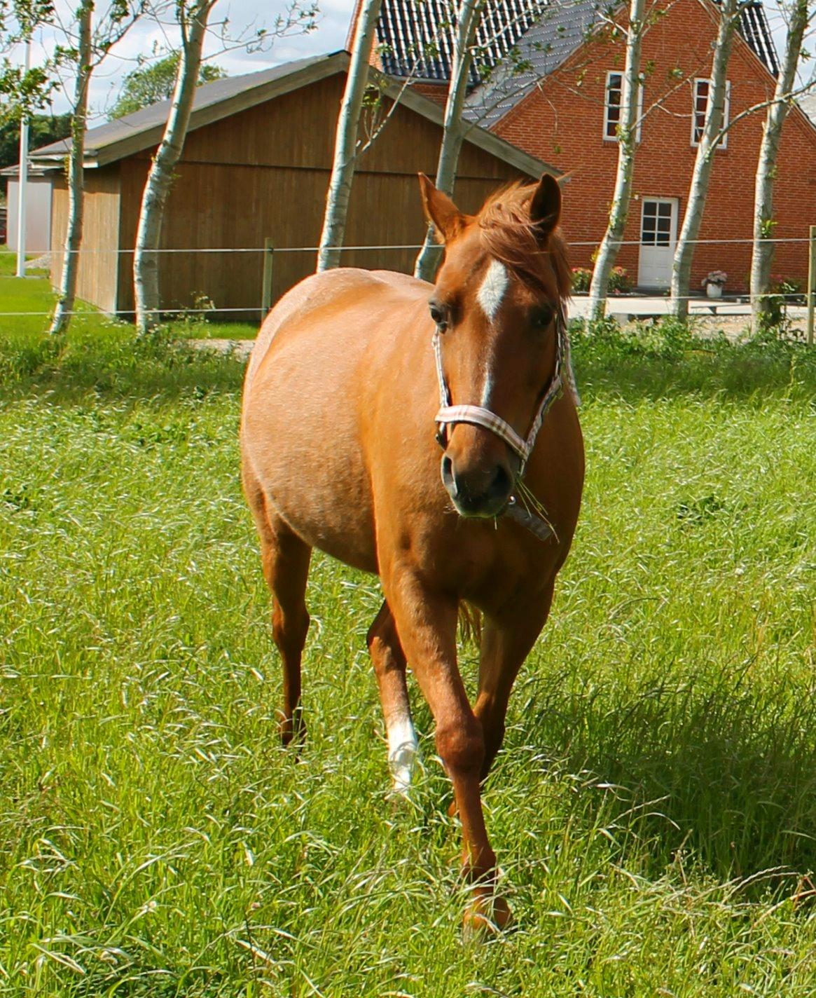 Anden særlig race Nepit billede 20