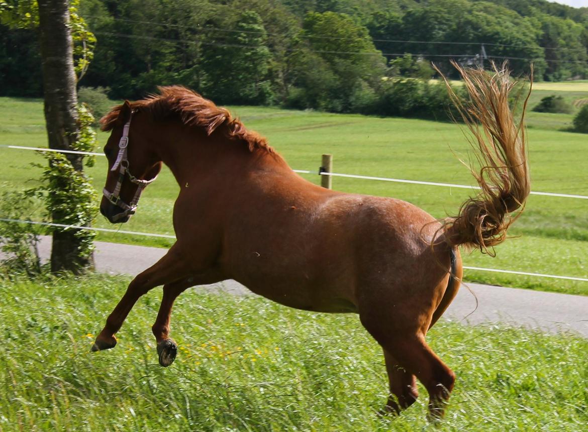 Anden særlig race Nepit billede 21