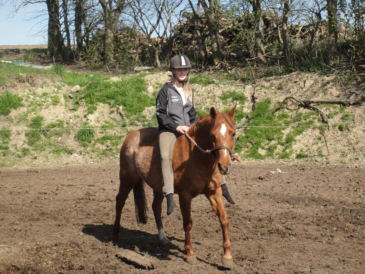 Anden særlig race Nepit billede 22