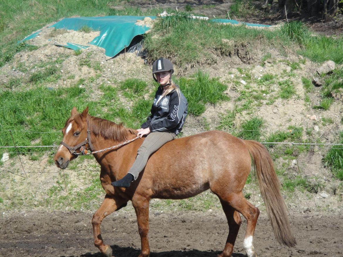 Anden særlig race Nepit billede 23