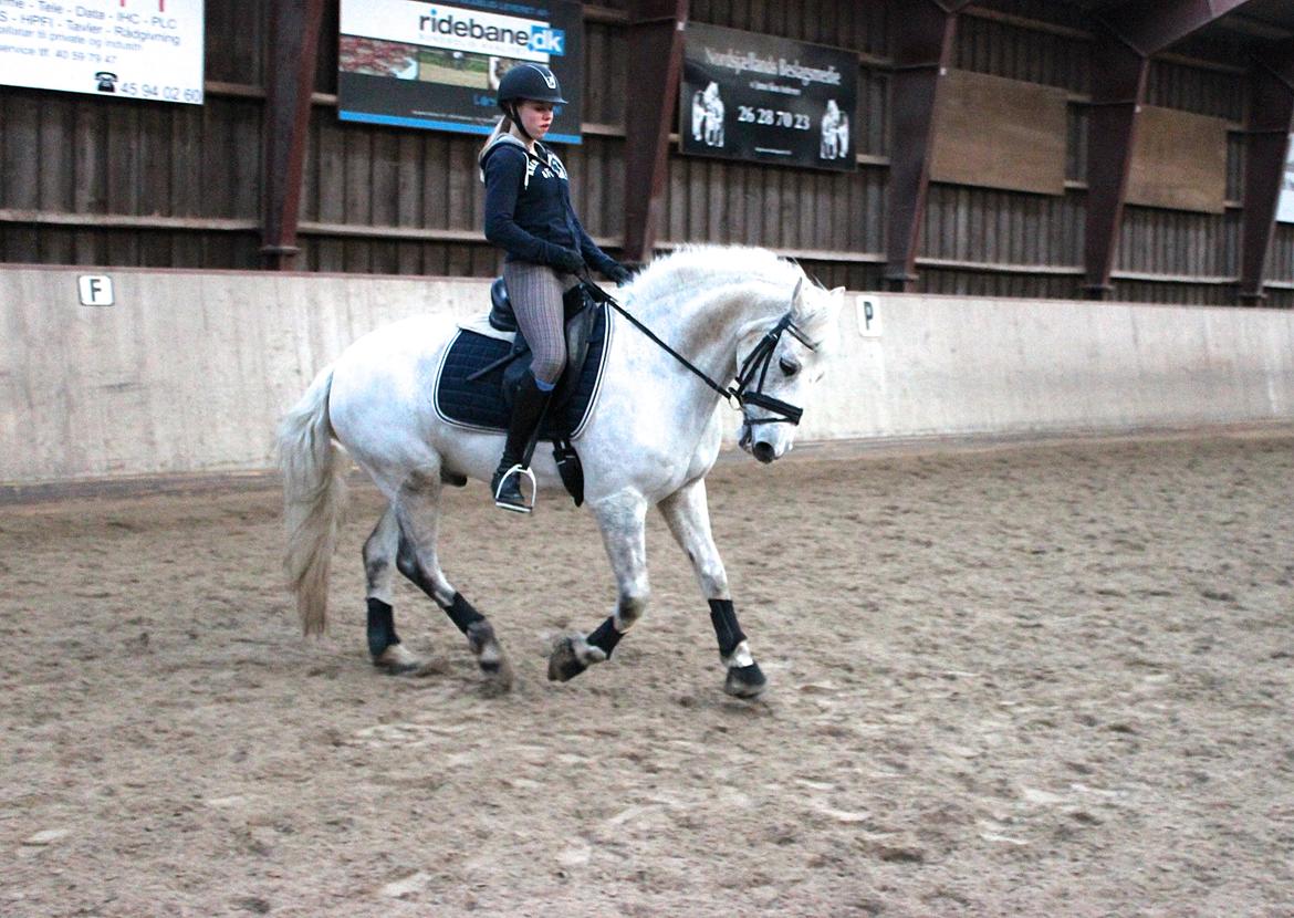 Connemara Maskenkols Calimero - 14) <3 billede 14