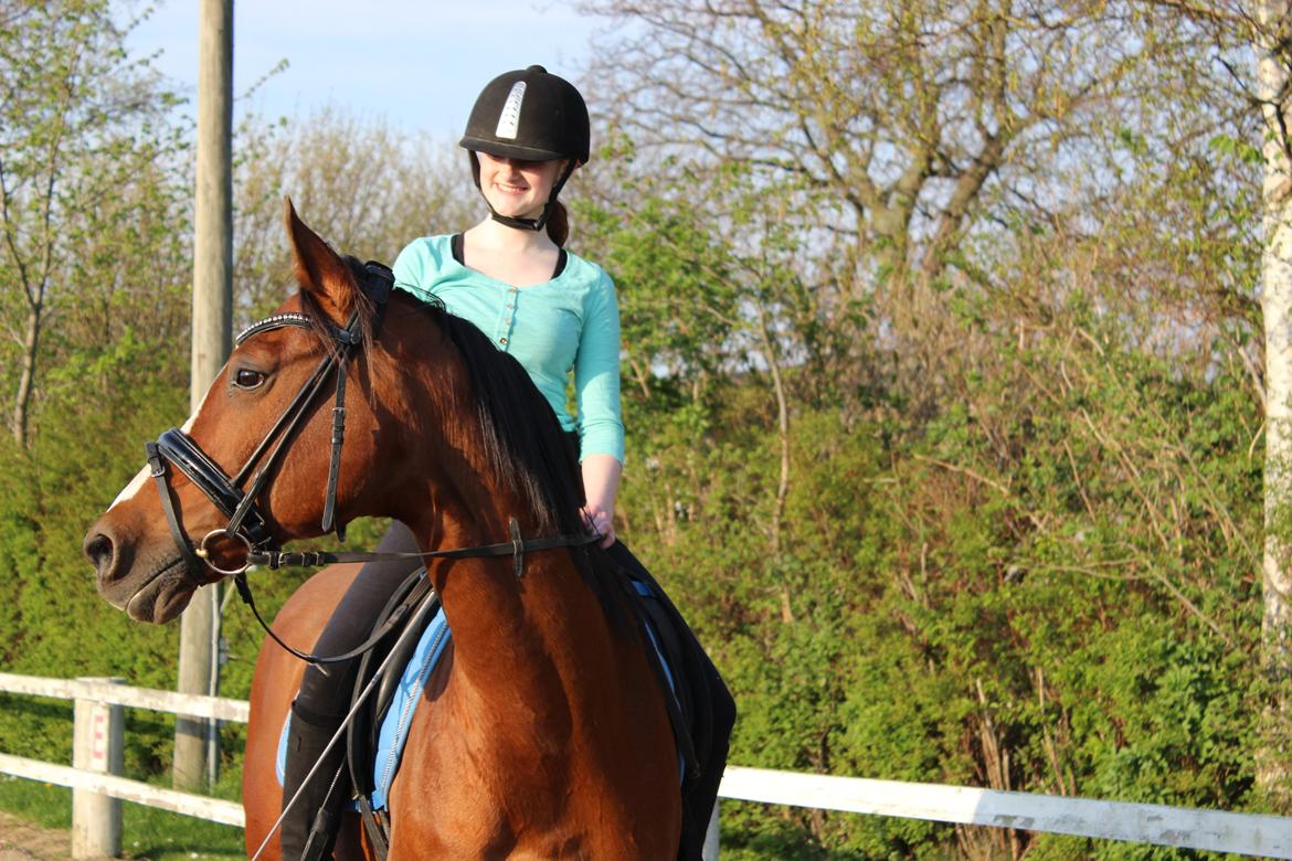 Arabisk fuldblod (OX) Grafik billede 1