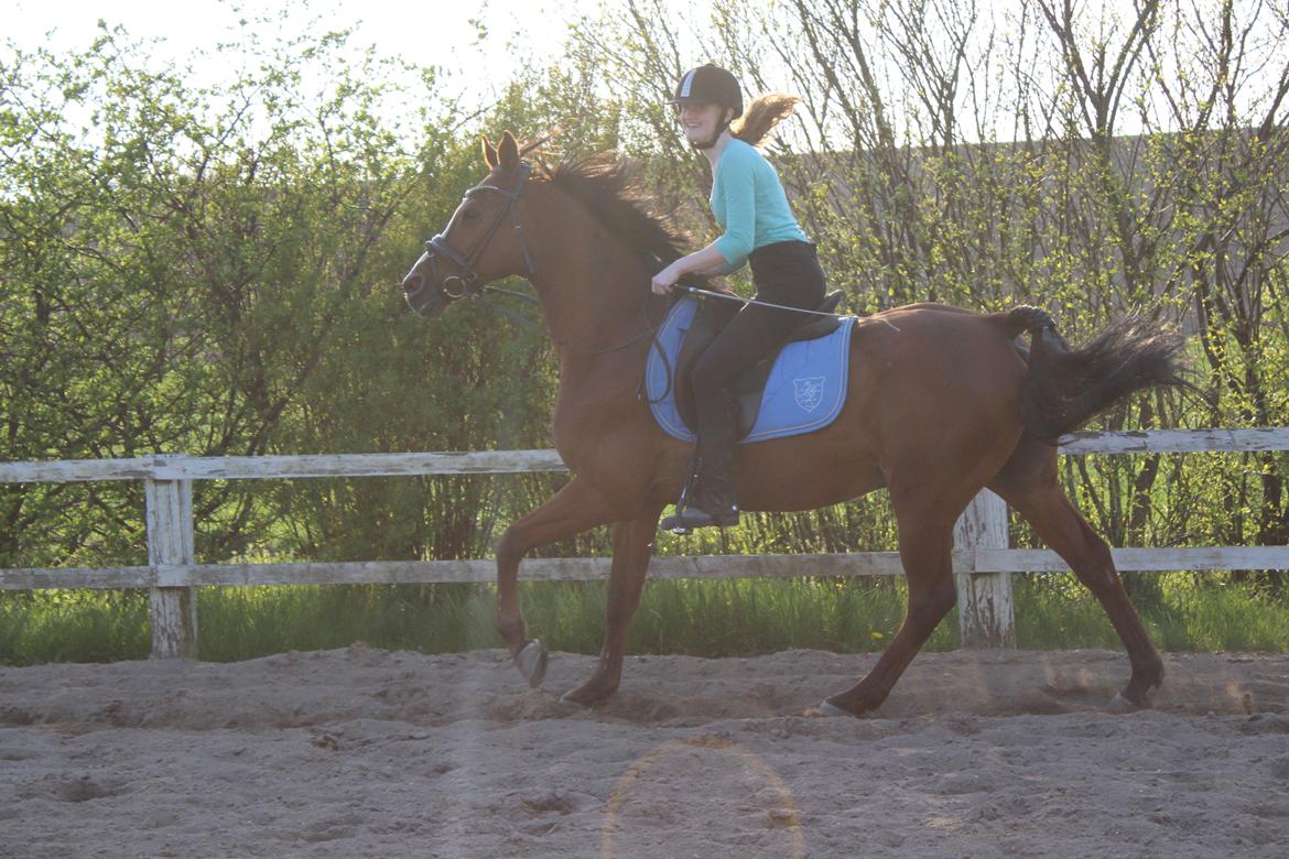 Arabisk fuldblod (OX) Grafik billede 6