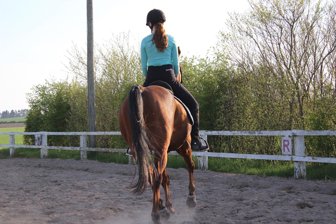 Arabisk fuldblod (OX) Grafik billede 7