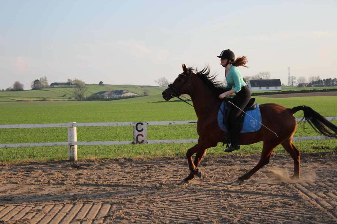 Arabisk fuldblod (OX) Grafik billede 5