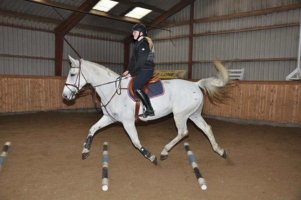 Hollandsk Varmblod TILBURY - 2013 billede 15