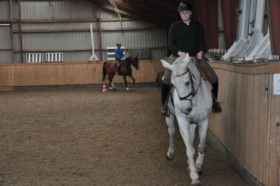 Hollandsk Varmblod TILBURY - 2013 billede 16