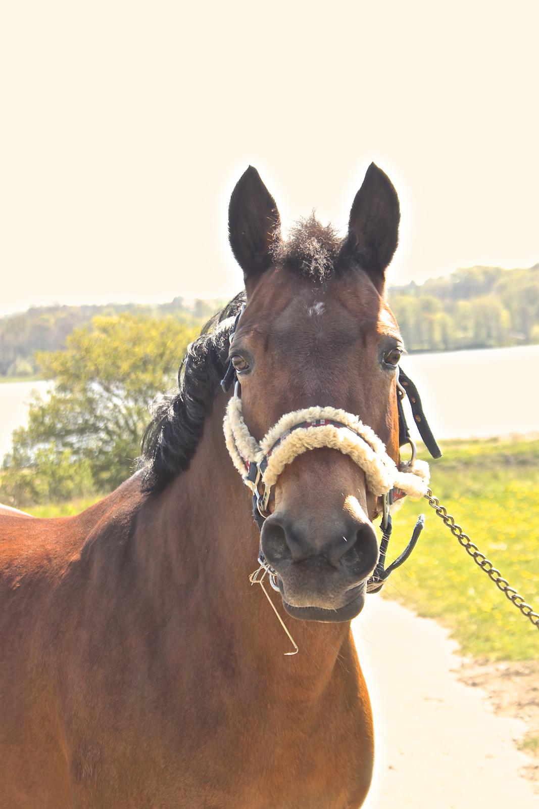 Anden særlig race Minnie - taget af Astrid Dittmer min yndlings regnbueoverskægs kanin! <3 billede 6