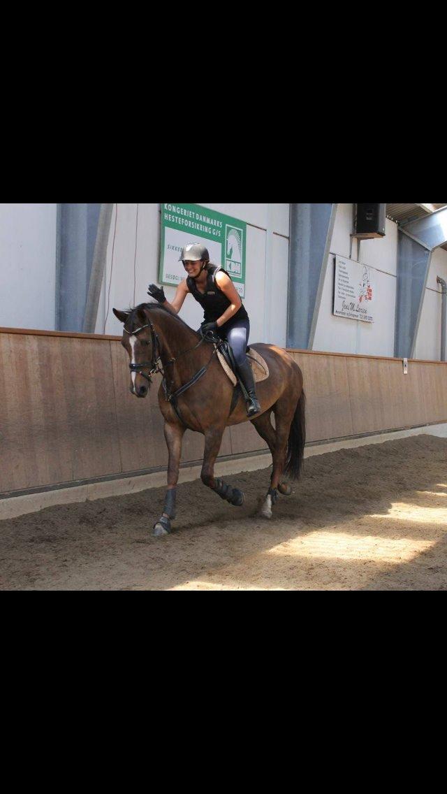 Dansk Varmblod Lykkehøjs Amalie (Klister) billede 10