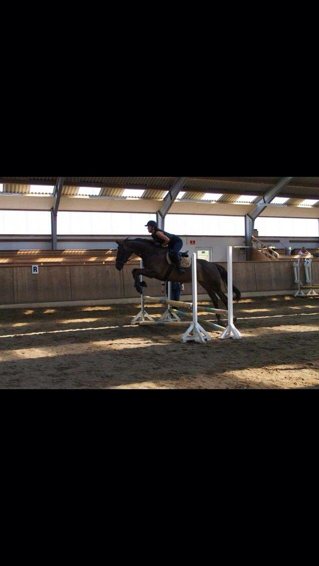 Dansk Varmblod Lykkehøjs Amalie (Klister) billede 11