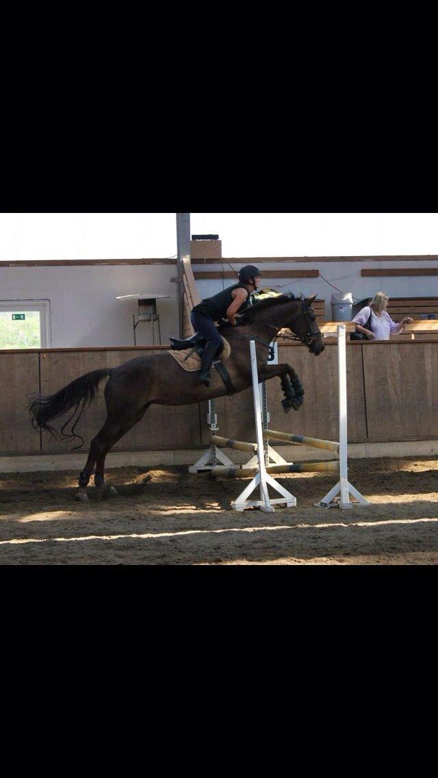 Dansk Varmblod Lykkehøjs Amalie (Klister) billede 12