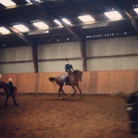 Dansk Varmblod Lykkehøjs Amalie (Klister) billede 13