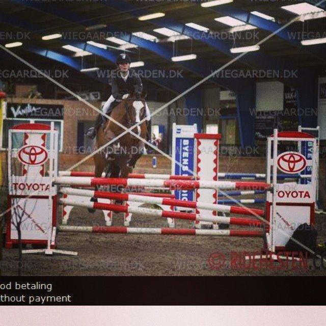 Dansk Varmblod Fighter billede 14