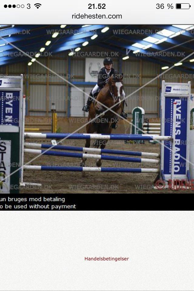 Dansk Varmblod Fighter billede 15