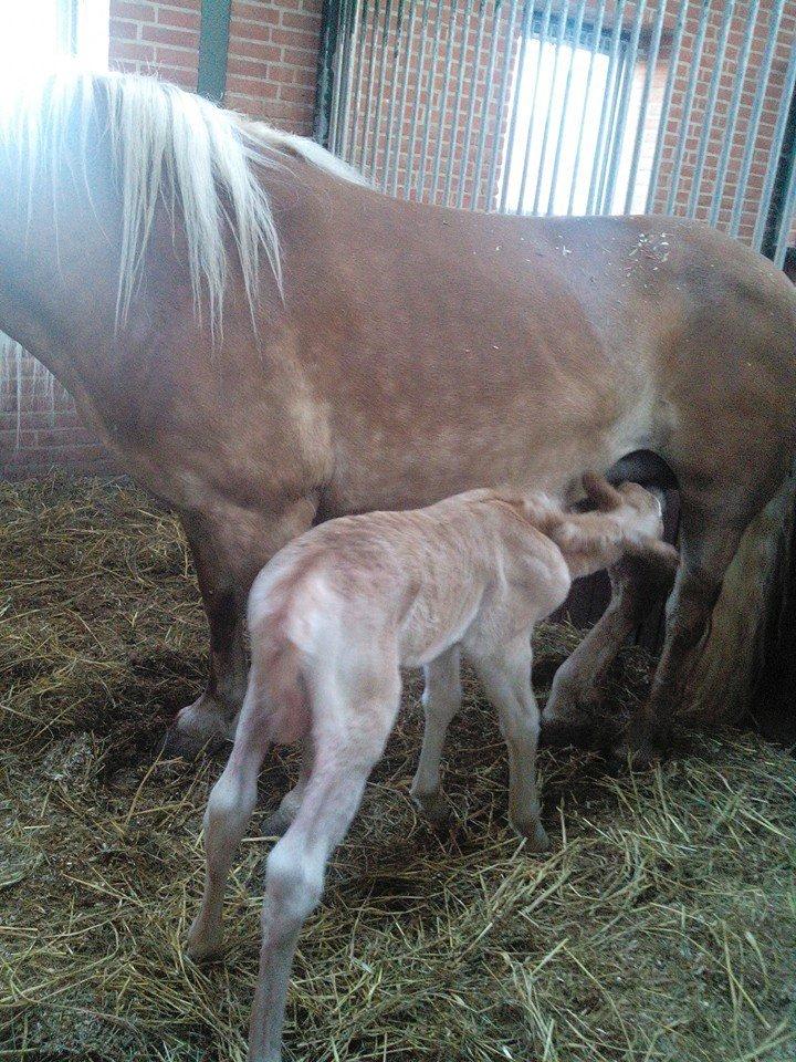 Haflinger Sweet Chili Søvej - Chili 4 timer :-) billede 1