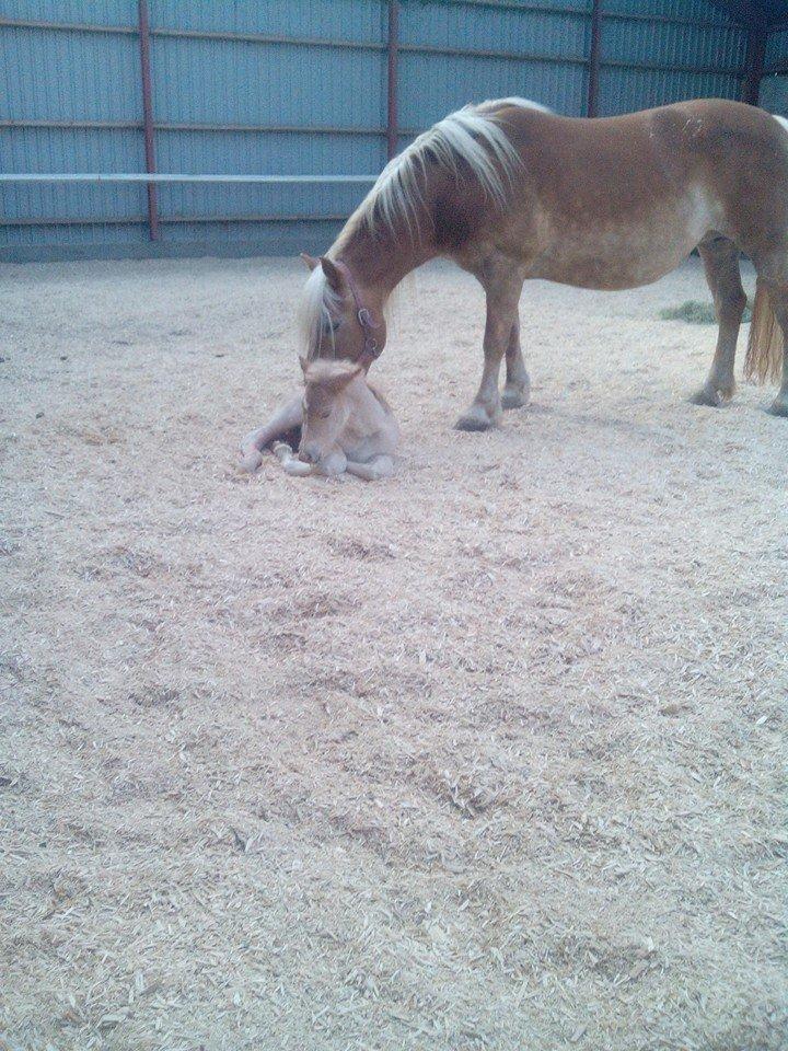 Haflinger Sweet Chili Søvej billede 4