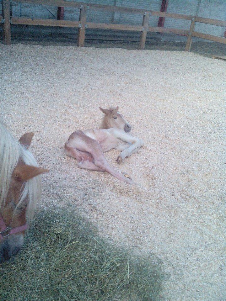 Haflinger Sweet Chili Søvej billede 5