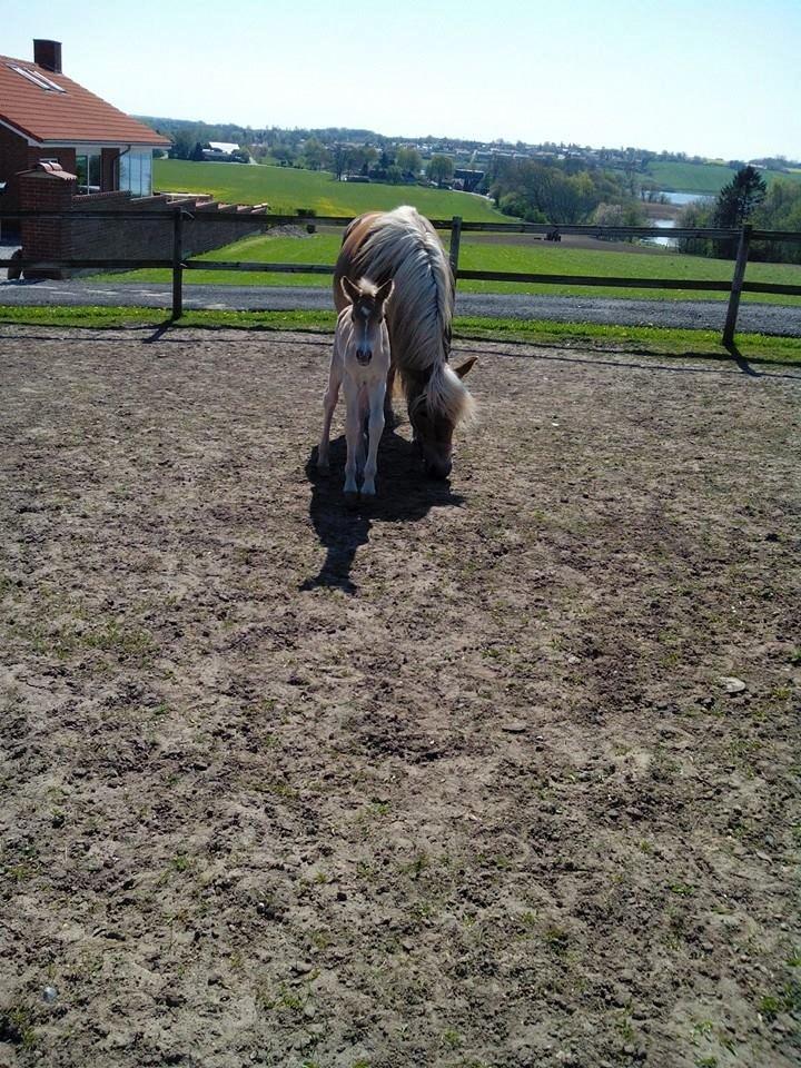 Haflinger Sweet Chili Søvej billede 6