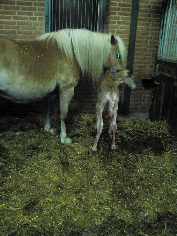 Haflinger Sweet Chili Søvej billede 7