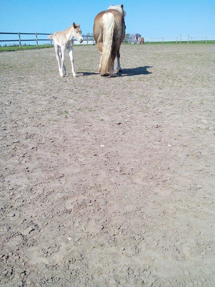 Haflinger Sweet Chili Søvej billede 2