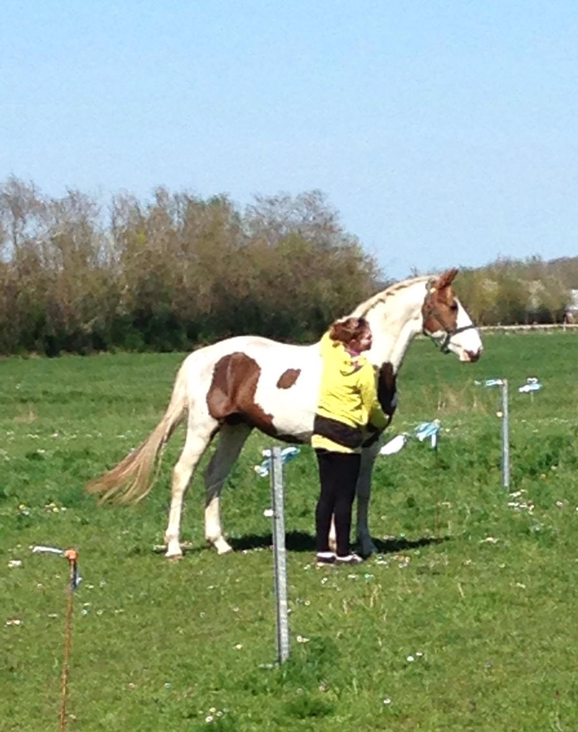 Pinto Aston A Kila billede 39