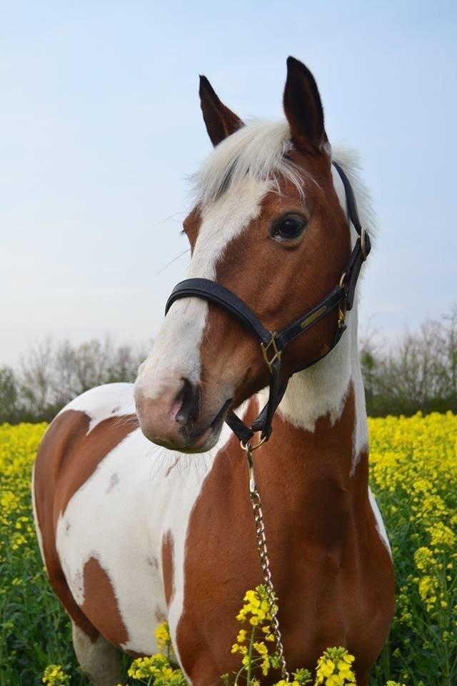 Pinto • Medina • - 2 års dag sammen!  billede 1