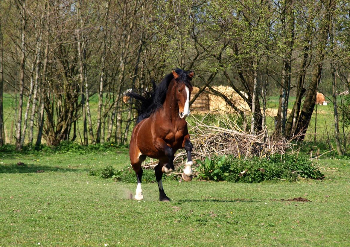 Hollandsk Varmblod Bravour M HJEMME IGEN billede 12