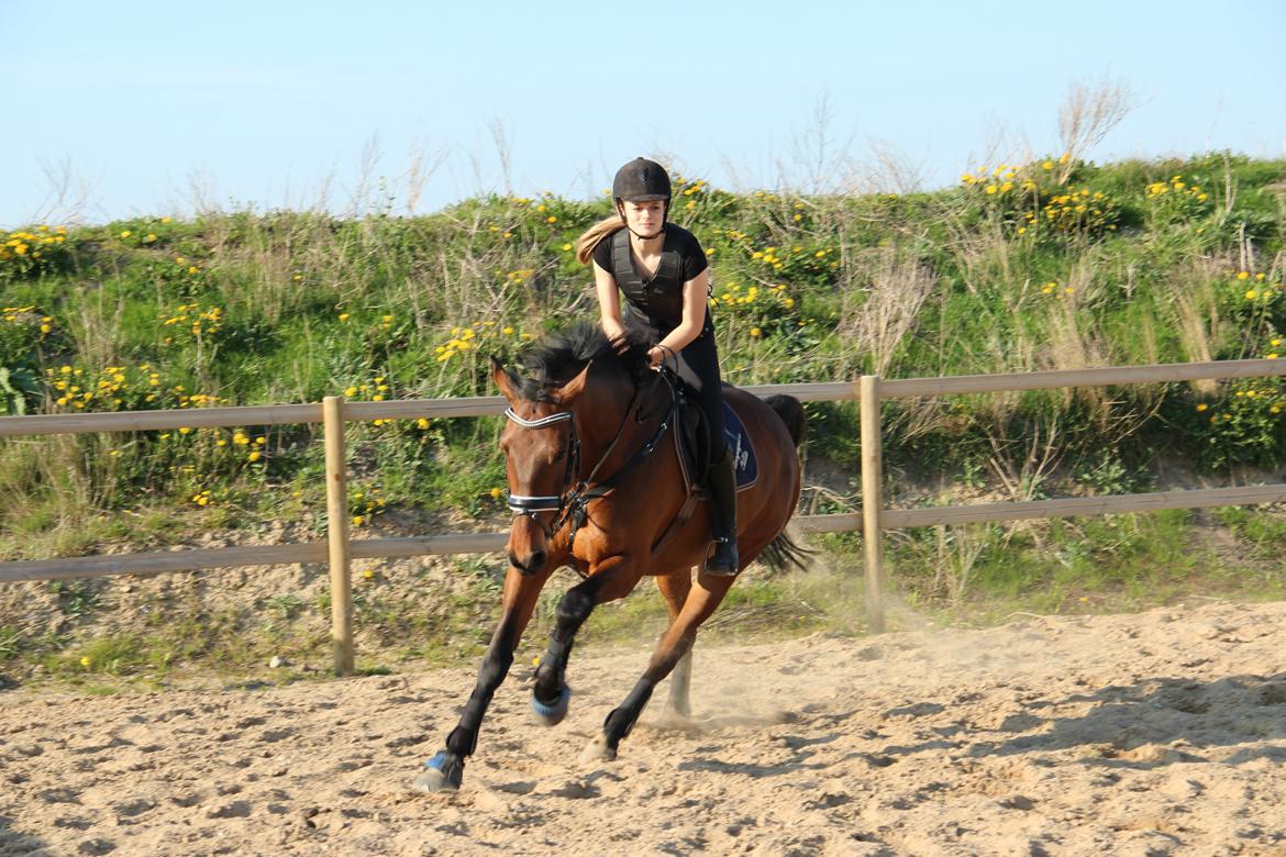 Dansk Varmblod Krogagers Cilla billede 21