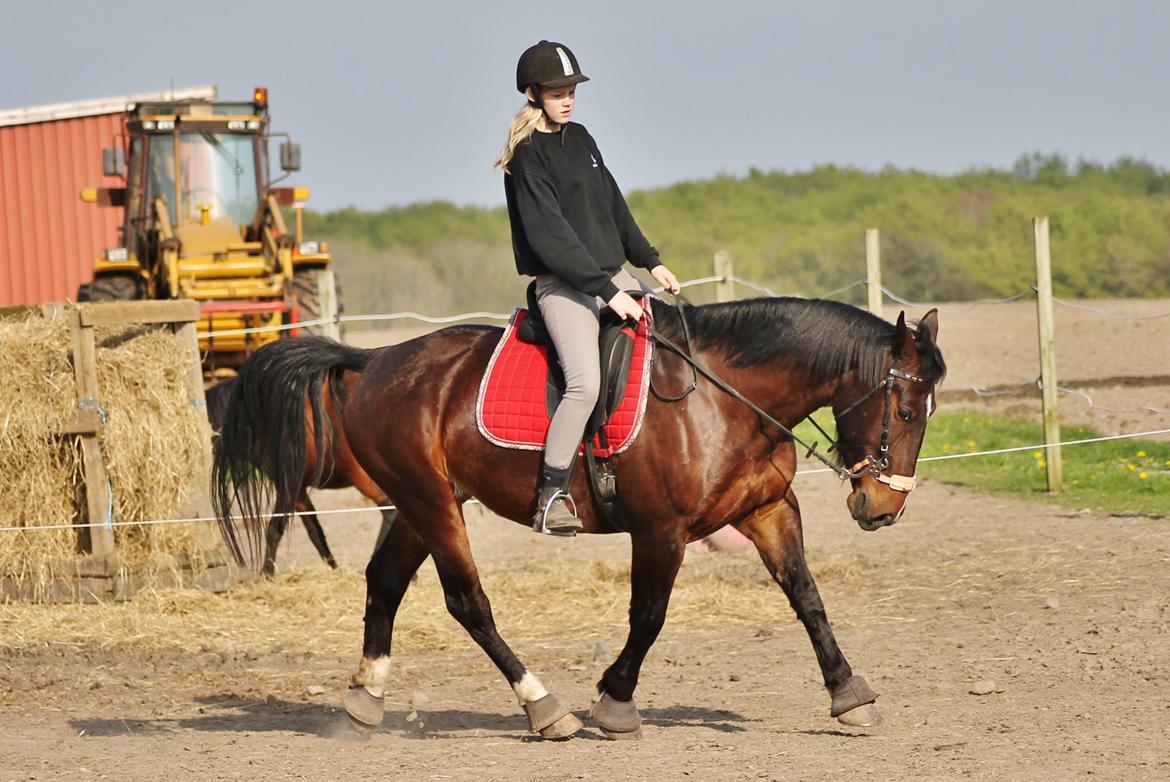 Oldenborg Bitten Hedegård (kælepotten)<3 Solgt :i billede 20