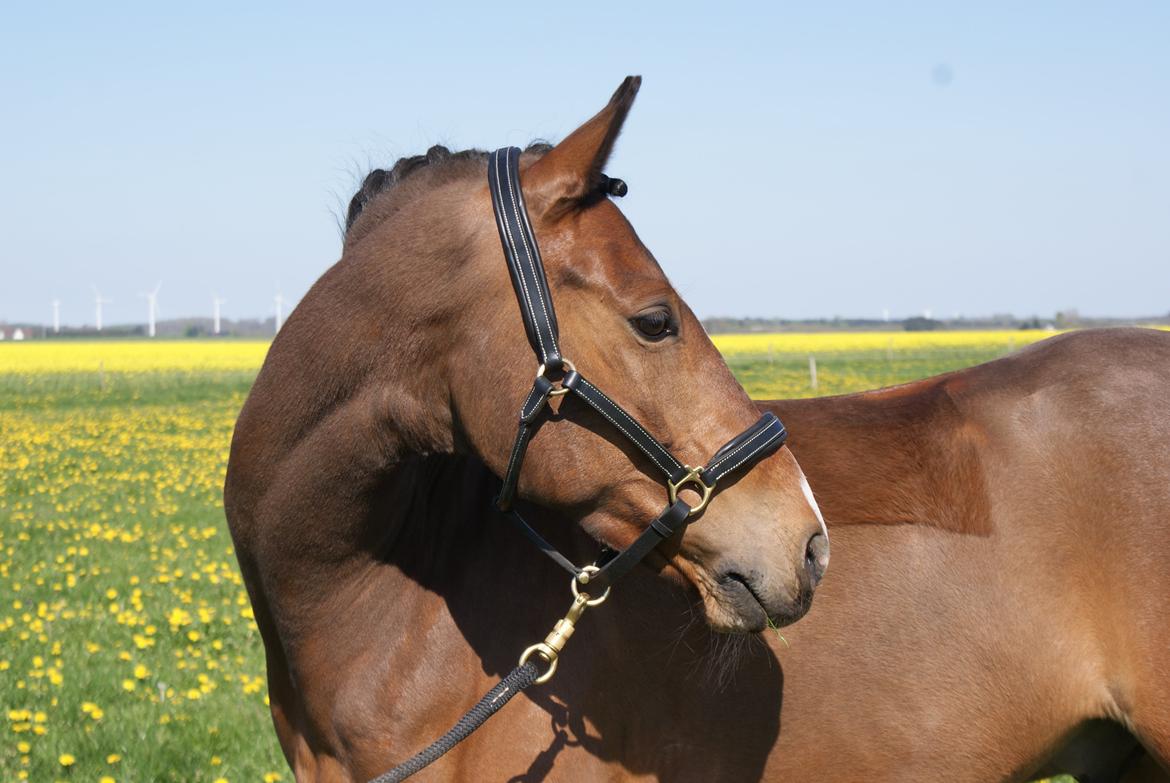 DSP Røgild's Bastian - Verdens smukkeste pony!<3 billede 13