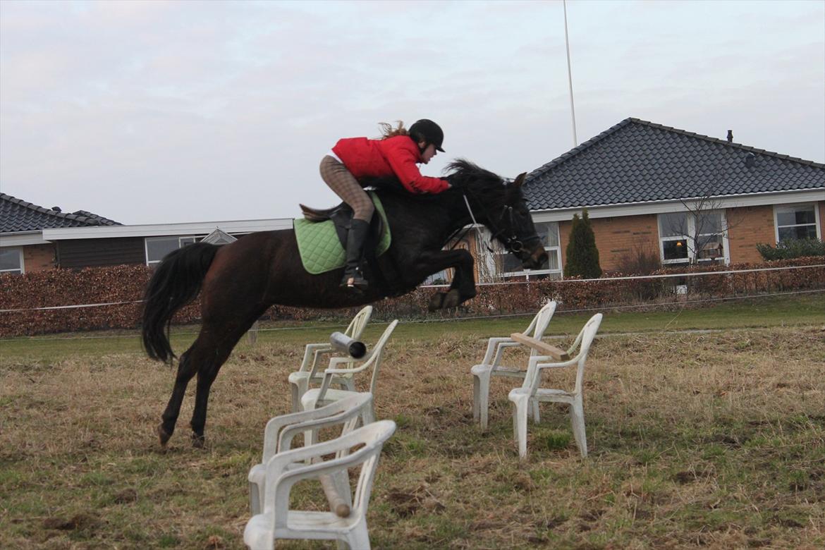 Anden særlig race Dyrkobbelgårds Amalie - 21. marts 2011 billede 15