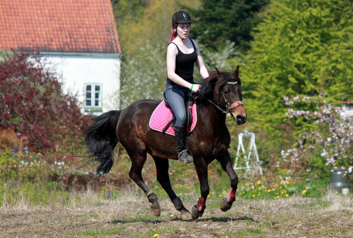 Anden særlig race Dyrkobbelgårds Amalie - April 2014 billede 1