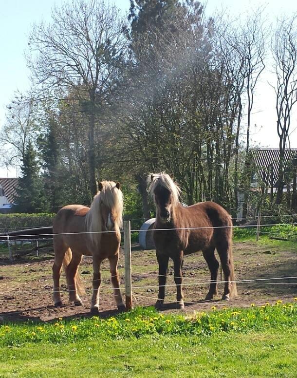 Islænder Fína fra Thorup.<3 - de 2 halvsøskende :D (mors side) mine guldklumper <3 billede 22