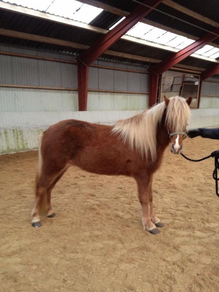 Islænder Fína fra Thorup.<3 - hehe sådan så hun ud, da jeg købte hende.. Pjuske pige :D  billede 21