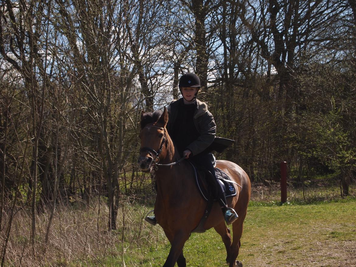 Irsk Sportspony Coillcru Flight billede 3