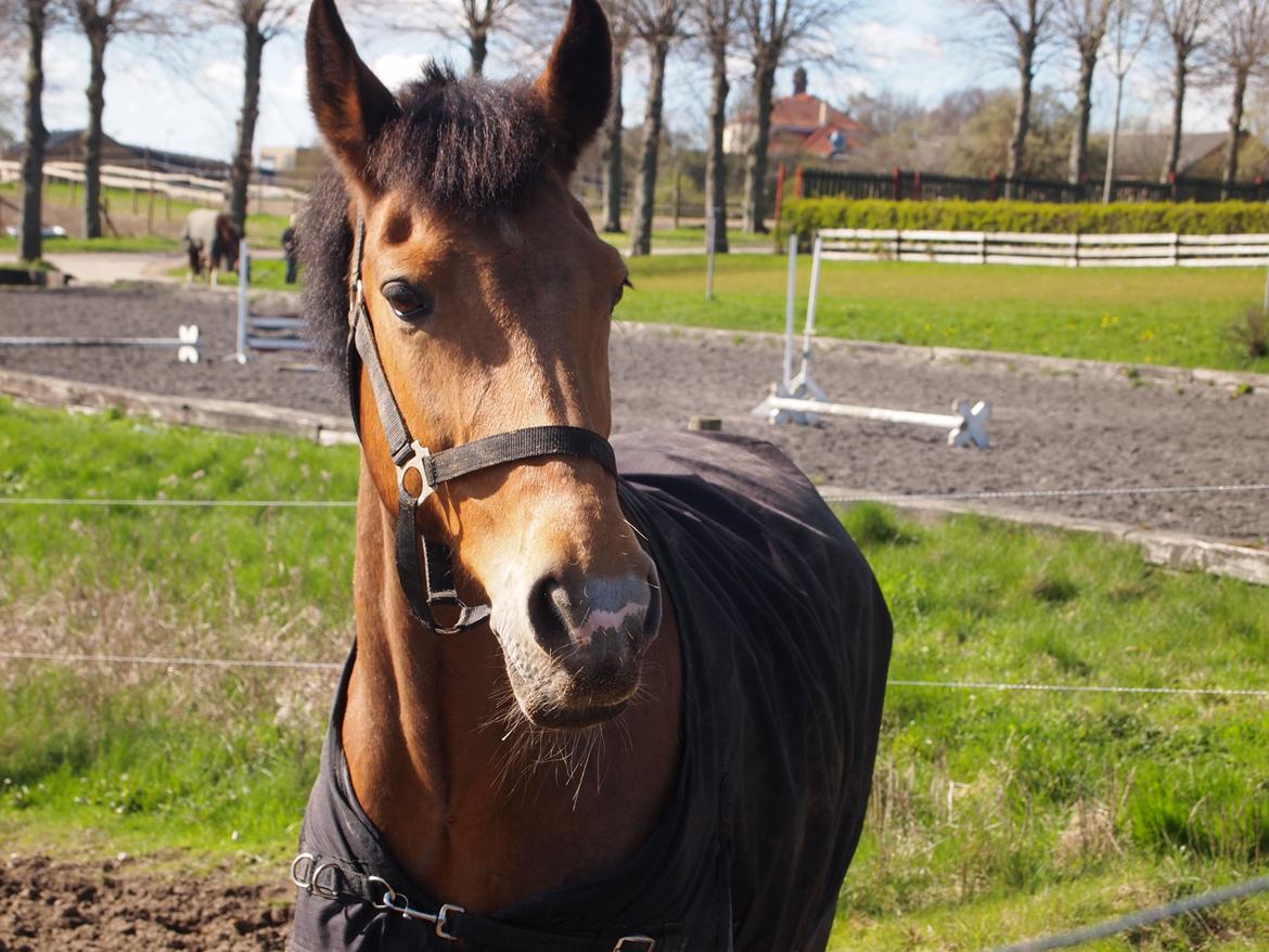 Irsk Sportspony Coillcru Flight billede 12