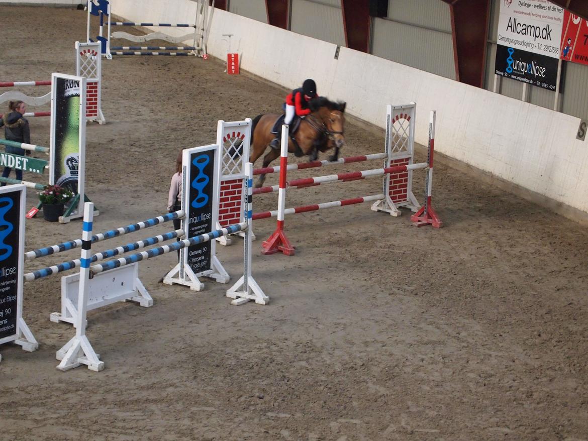 Irsk Sportspony Coillcru Flight billede 2