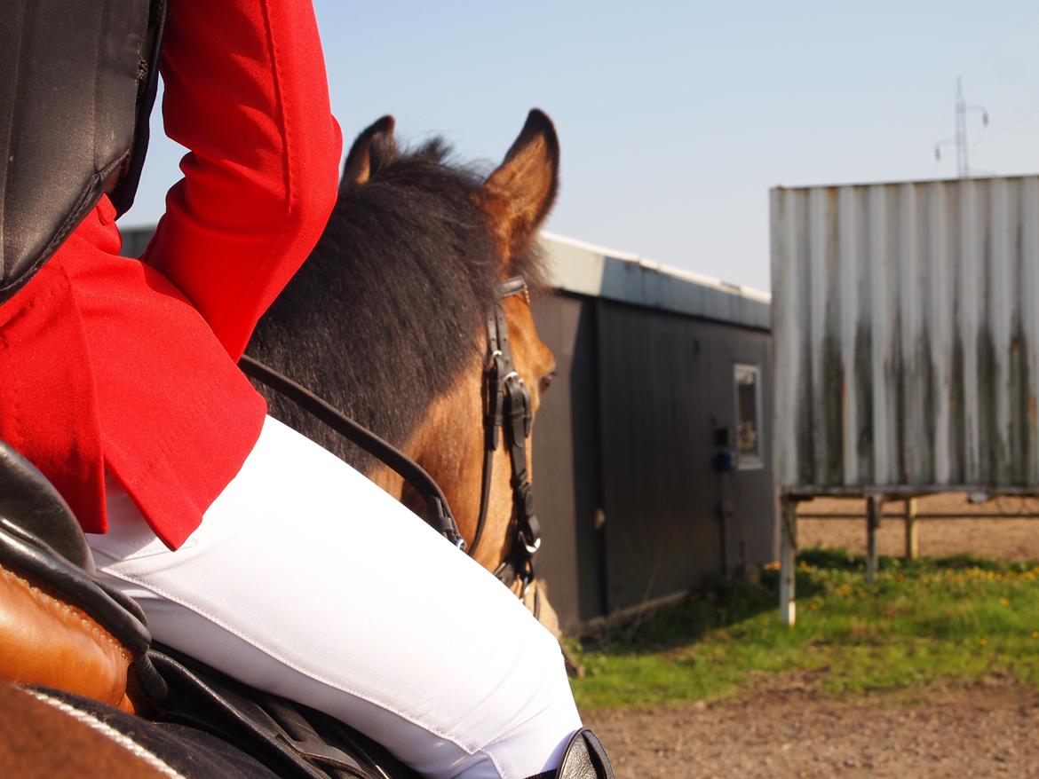 Irsk Sportspony Coillcru Flight billede 8