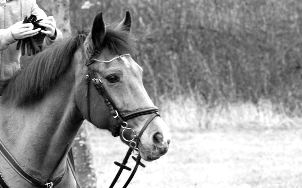 Irsk Sportspony Coillcru Flight billede 15