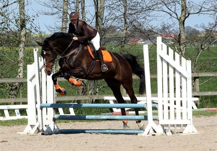 Dansk Varmblod Gipsy Birkely - SOLGT billede 19